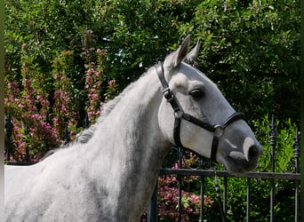 Heavy Warmblood Mix, Gelding, 6 years, 15,2 hh