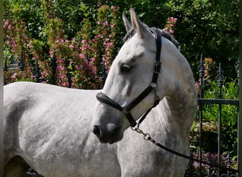 Heavy Warmblood Mix, Gelding, 6 years, 15,2 hh
