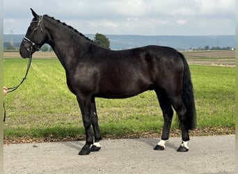 Heavy Warmblood, Gelding, 6 years, 16.1 hh, Black