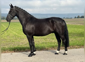 Heavy Warmblood, Gelding, 6 years, 16.1 hh, Black