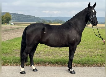 Heavy Warmblood, Gelding, 6 years, 16.1 hh, Black