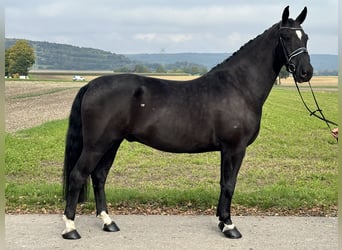 Heavy Warmblood, Gelding, 6 years, 16.1 hh, Black