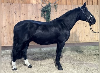 Heavy Warmblood, Gelding, 6 years, 16,1 hh, Black