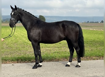 Heavy Warmblood, Gelding, 6 years, 16.1 hh, Black
