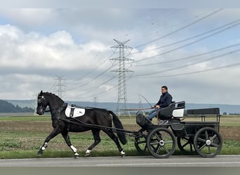 Heavy Warmblood, Gelding, 6 years, 16.1 hh, Black