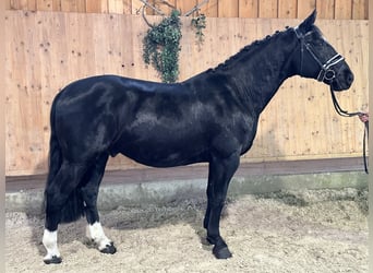 Heavy Warmblood, Gelding, 6 years, 16,1 hh, Black