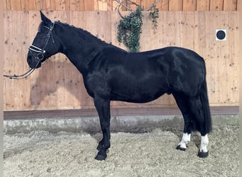 Heavy Warmblood, Gelding, 6 years, 16,1 hh, Black