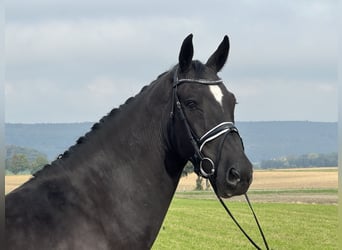 Heavy Warmblood, Gelding, 6 years, 16.1 hh, Black