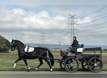 Heavy Warmblood, Gelding, 6 years, 16.1 hh, Black