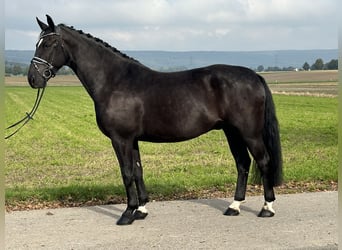 Heavy Warmblood, Gelding, 6 years, 16.1 hh, Black