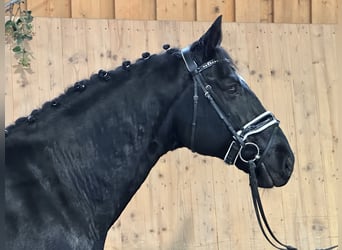 Heavy Warmblood, Gelding, 6 years, 16,1 hh, Black