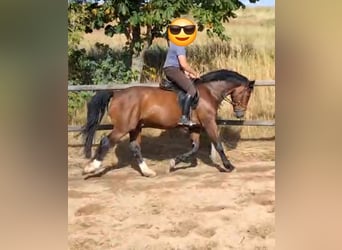 Heavy Warmblood, Gelding, 6 years, 16 hh, Brown