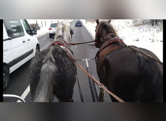 Heavy Warmblood, Gelding, 6 years, 16 hh, Grey-Dapple