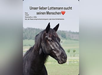 Heavy Warmblood, Gelding, 6 years, 17.1 hh, Black