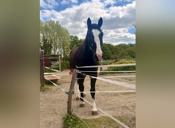 Heavy Warmblood, Gelding, 6 years, 17,1 hh, Black
