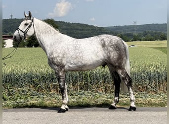 Heavy Warmblood, Gelding, 7 years, 16.1 hh, Grey-Dapple