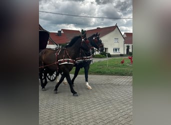 Heavy Warmblood, Gelding, 7 years, 16,2 hh, Smoky-Black