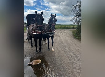 Heavy Warmblood, Gelding, 7 years, 16,2 hh, Smoky-Black