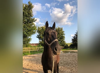 Heavy Warmblood, Gelding, 7 years, 16,3 hh, Black