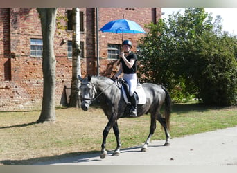 Heavy Warmblood, Gelding, 8 years, 15,3 hh, Gray