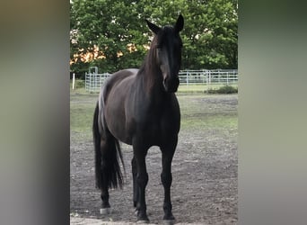 Heavy Warmblood, Gelding, 8 years, 15,2 hh, Black