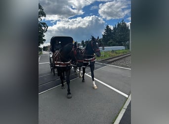 Heavy Warmblood, Gelding, 8 years, 16.2 hh, Smoky-Black