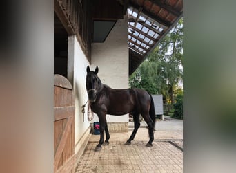Heavy Warmblood, Gelding, 8 years, 16.3 hh, Black