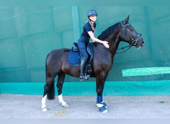 Heavy Warmblood, Gelding, 8 years, 16 hh, Black