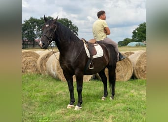Heavy Warmblood, Gelding, 8 years, 16,1 hh, Black