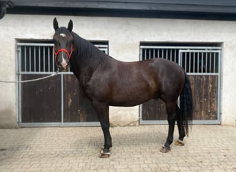 Heavy Warmblood, Gelding, 8 years, 16,1 hh, Black