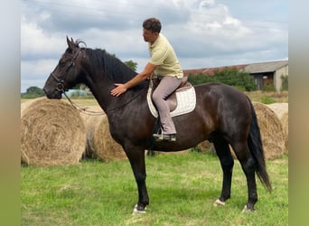 Heavy Warmblood, Gelding, 8 years, 16,1 hh, Black