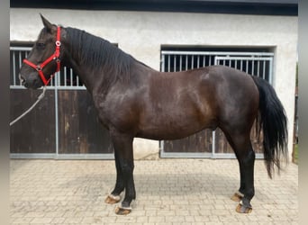 Heavy Warmblood, Gelding, 8 years, 16,1 hh, Black