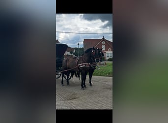 Heavy Warmblood, Gelding, 8 years, 16,2 hh