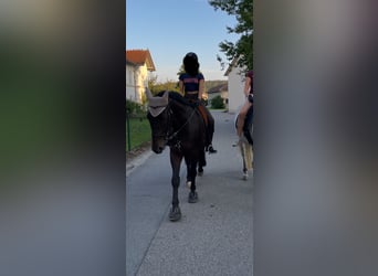 Heavy Warmblood, Gelding, 9 years, 15,3 hh, Smoky-Black