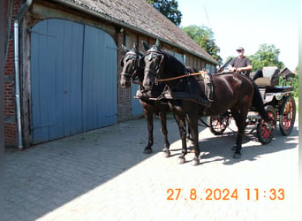 Schweres Warmblut, Wallach, 9 Jahre, 16,1 hh, Rappe