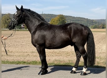 Heavy Warmblood, Gelding, 9 years, 16.2 hh, Black