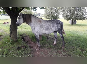 Heavy Warmblood, Gelding, 9 years, 16 hh