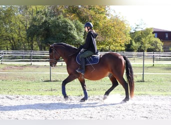 Heavy Warmblood Mix, Gelding, 9 years, 16,1 hh, Brown