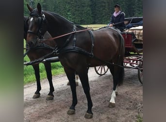 Heavy Warmblood, Gelding, Foal (03/2025), Brown