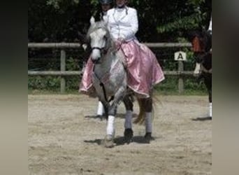 Heavy Warmblood Mix, Mare, 10 years, 14.3 hh, Grey