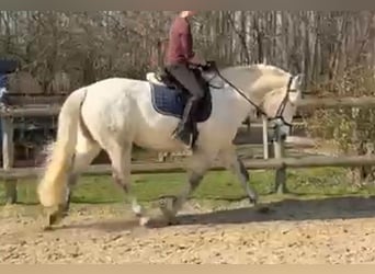 Heavy Warmblood Mix, Mare, 10 years, 14.3 hh, Grey