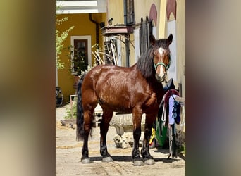 Heavy Warmblood Mix, Mare, 10 years, 15,2 hh, Brown
