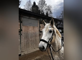 Heavy Warmblood Mix, Mare, 10 years, 15,2 hh, Grey-Dapple