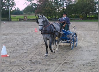 Heavy Warmblood, Mare, 10 years, 16.1 hh