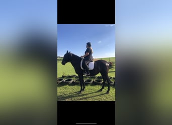 Heavy Warmblood, Mare, 11 years, 15.2 hh, Black