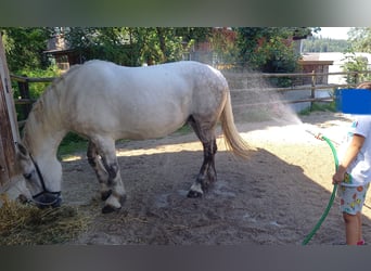 Heavy Warmblood, Mare, 11 years, Grey