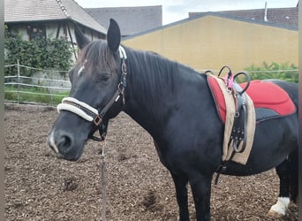 Heavy Warmblood, Mare, 12 years, 15,2 hh, Black