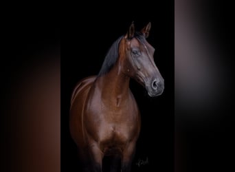 Heavy Warmblood, Mare, 13 years, 15,2 hh, Brown