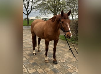 Heavy Warmblood, Mare, 13 years, 15.3 hh, Chestnut-Red