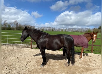 Heavy Warmblood, Mare, 13 years, 16,1 hh, Black